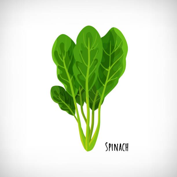Spinach fresh juicy raw leaves isolated on white background. Green salad plant in flat style. Spinach fresh juicy raw leaves isolated on white background. Healthy diet, vegetarian food. Green salad plant in flat style. Lettering Spinach. Element for cooking food design. Vector illustration. spinach stock illustrations