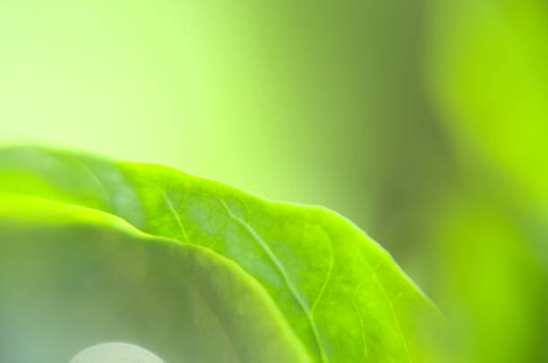 istock green salad leaves close up 1246976501