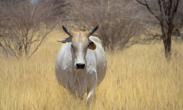 Nguni cow, indigenous cattle breed of South Africa, on rural farm Nguni cow, indigenous cattle breed of South Africa, standing on yellow dry grass nguni cattle stock pictures, royalty-free photos & images