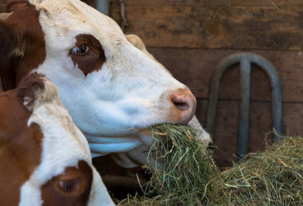 Cows feeding hay in the farm