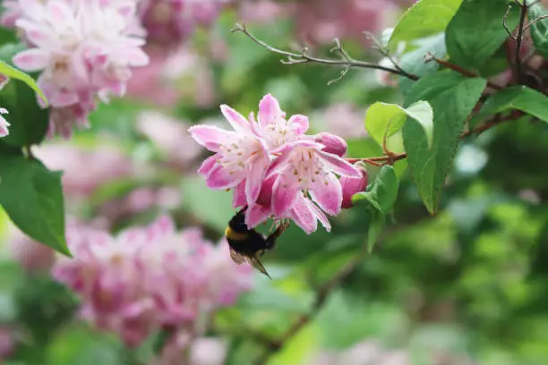 Bumble bee collecting pollen on a Deutzia Tourbillon Rouge pink flower on springtime.Bombus family.