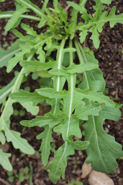 istock Close-up of fresh roquette or rucola or wild rocket 1246979863