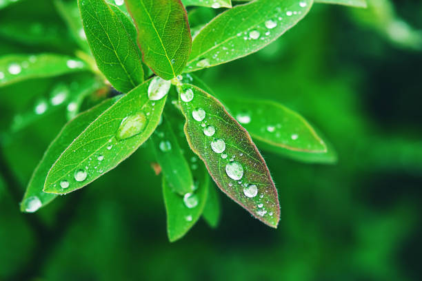 grünes blatt mit wassertropfen nach regen, nahaufnahme - grass maple tree nature dew stock-fotos und bilder