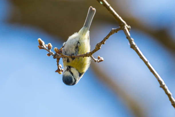 blue tit bird (parus caeruleus) hanging upside down head first on tree branch