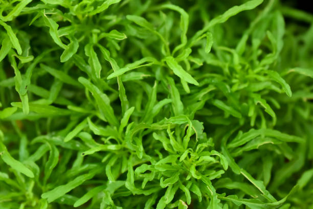 istock Closeup image of small green leaves for background or texture. Green leaf texture. 1246980309