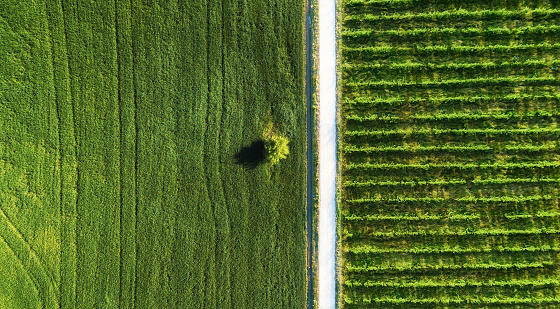 Aerial landscape. Air view of the vineyard. Agricultural landscape from the drone. Rows in the field. Agriculture.
