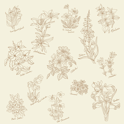 Flowers of the Canadian Provinces and Territories. Vector illustration.