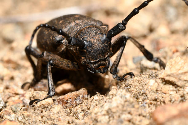 istock a barbel beetle on the ground 1246987457