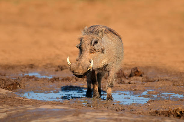 istock A warthog (Phacochoerus africanus) at a natural waterhole, South Africa 1246987990