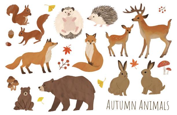 ilustrações de stock, clip art, desenhos animados e ícones de autumn animal set illustration water paint - hedgehog animal autumn nature