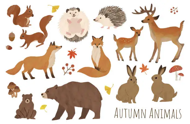 Vector illustration of autumn animal set illustration water paint