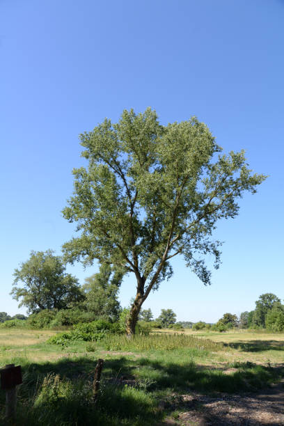 istock Landscape in the Loire Valley 1246996781