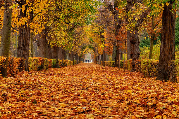 Empty road in autumn Park