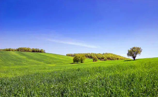 Panoramic view of rural landscape with green grass meadow and clear blue sky. Summer nature countryside background with copy space