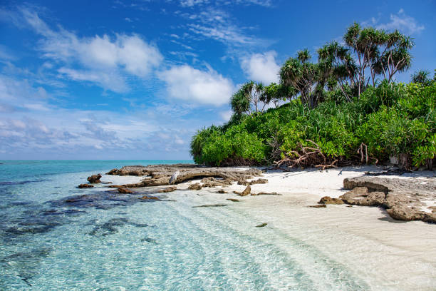 istock Large Bird on Maldive Island Sand Beach 1247001444
