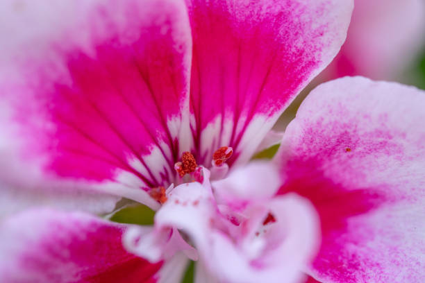 istock Purple white garden flower head 1247002055