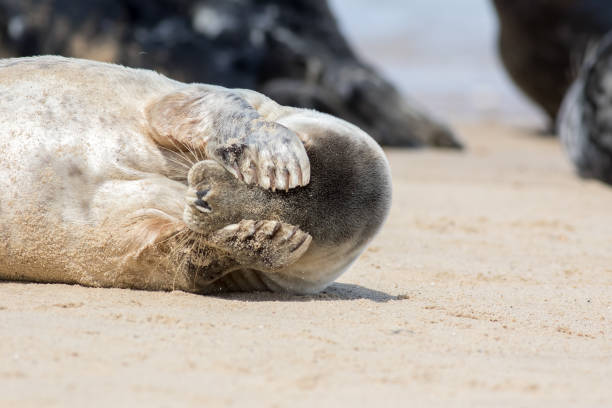 peekaboo. carino sigillo che copre i suoi occhi. immagine divertente del meme animale - east anglia immagine foto e immagini stock