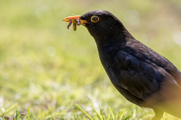 Male blackbird (Turdus merula) close-up with worms in its beak. Close up of a black garden bird in profile standing on a grass lawn with insect food.