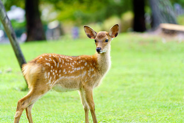 Deer in Nara Park have been protected very carefully since ancient times