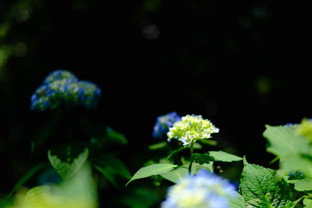 istock Hydrangea blossom in the garden 1247004329