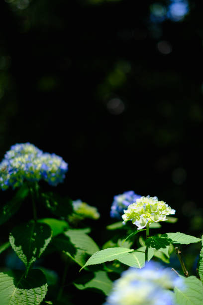 istock Hydrangea blossom in the garden 1247004338