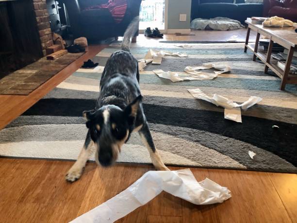 istock Toilet paper thief 1247004491