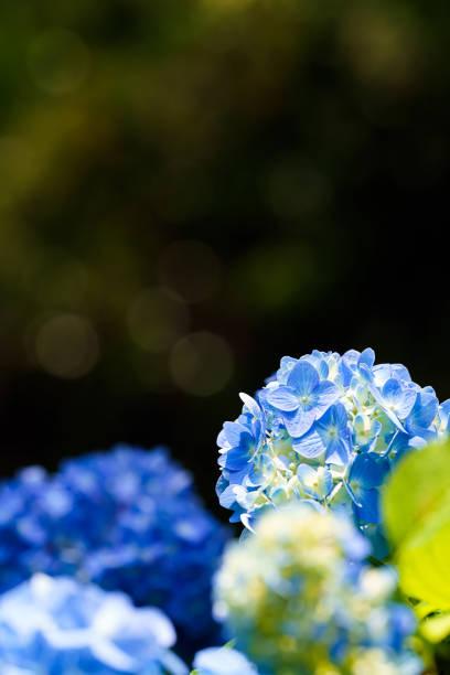 Pink hydrangea (Hydrangea macrophylla) flowers bloom amidst vibrant greenery, showcasing nature's artistry. Captured with delicate details, it embodies floral wonder and highlights the charm of botanical gardens and outdoor scenery.