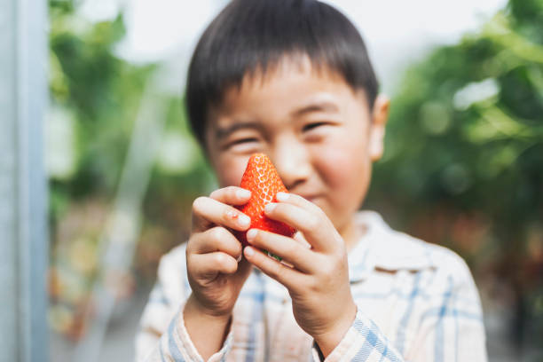 Asian boy picking up strawberry and eating it in the farm.