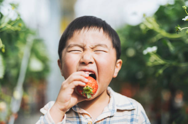 Asian boy picking up strawberry and eating it in the farm.