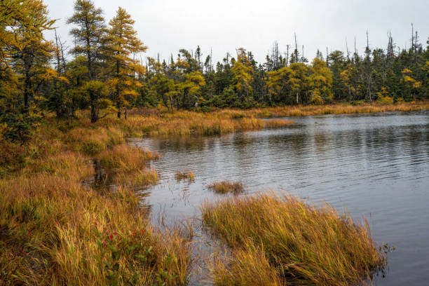 istock Vegetation of  Nova Scotia 1247005128