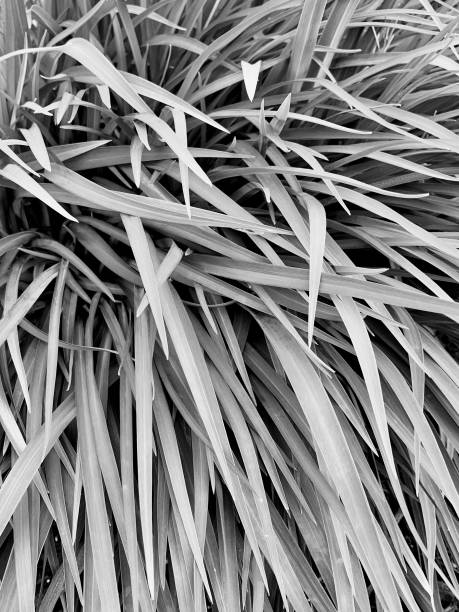 istock Long leaf plant close up black and white 1247005313