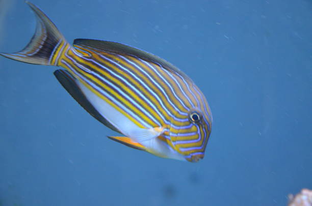 istock Tropical fish in aquarium, Berlin 1247005448