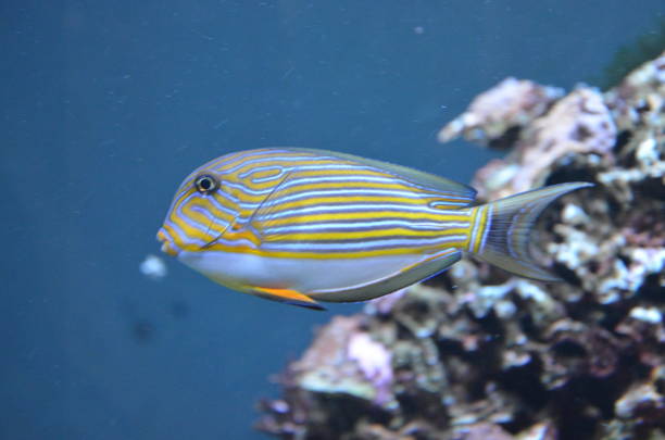 istock Tropical fish in aquarium, Berlin 1247005562