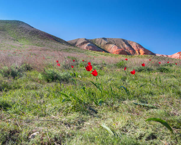 Wild-growing red tulips of Shrenk in the Caspian steppe. Wild-growing red tulips of Shrenk in the Caspian steppe. republic of kalmykia stock pictures, royalty-free photos & images