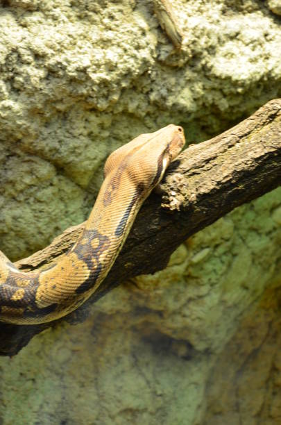 rattle snake rolled up in Tierpark Berlin