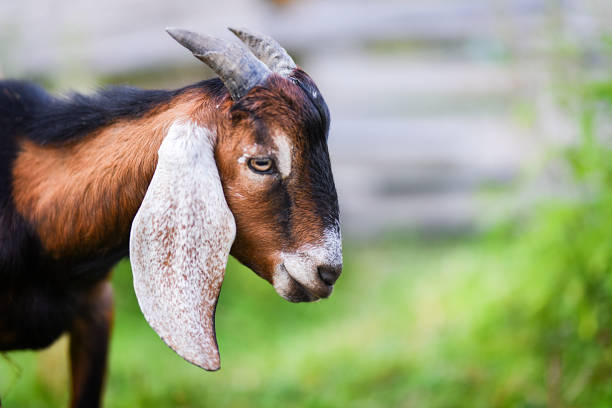 istock Anglo Nubian goat portrait. 1247007034