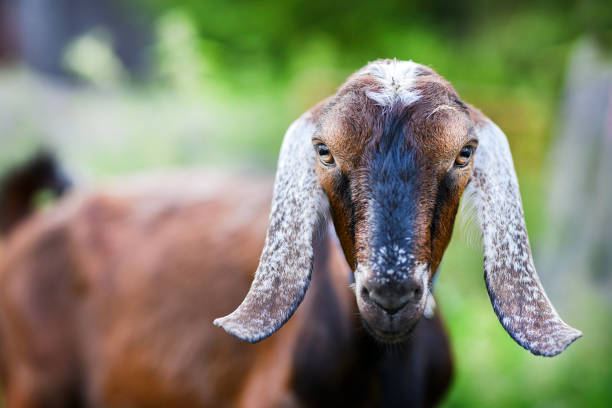 Anglo Nubian goat portrait.
