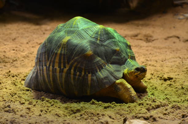 istock Land Tortoise walking in Sand 1247007042