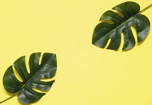 istock Monstera leaves on colorful background. 1247007483