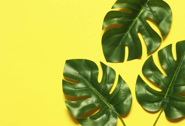 istock Monstera leaves on colorful background. 1247008677