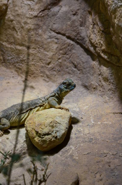 istock lizard at the zoo, Berlin (Germany) 1247008787