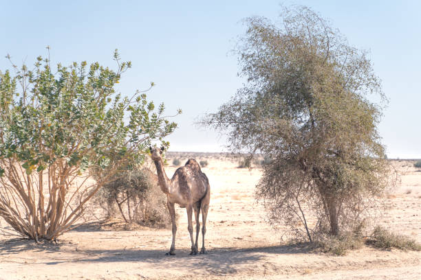 istock Young camel in indian desert 1247008793