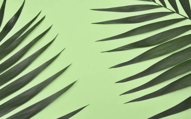 istock Palm leaves on colorful background with copy space. 1247008797