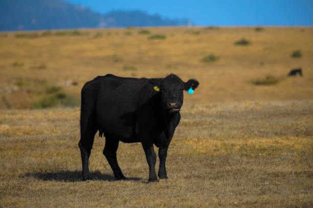istock Black bull standing in a yellow dry pasture 1247010995