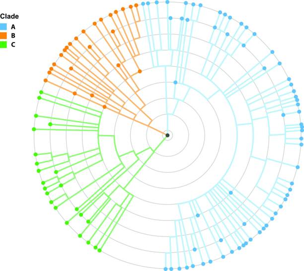 Viral mutation clade layout by radial diagram the diagram of genetic mutation, similar genetic mutation will include in the same clade pics of family tree chart stock illustrations