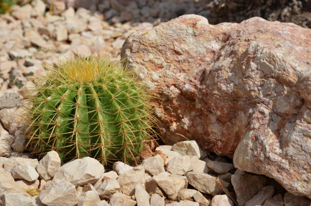 istock Cactus among the rocks in the desert. Macro 1247014466