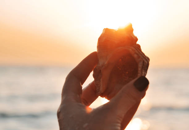 istock Big seashell in female hand on the beach background. 1247014512