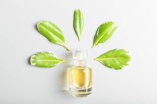 istock perfume and green leaves on a gray background. 1247015933