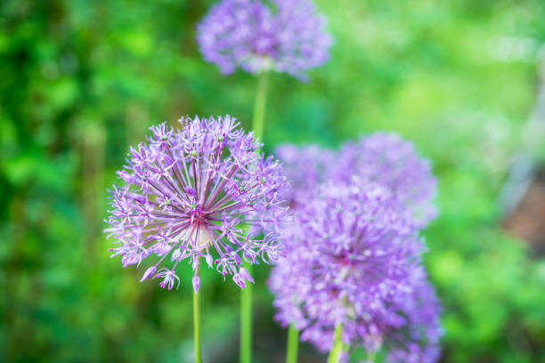 istock Allium (Allium Giganteum) in the garden 1247016478