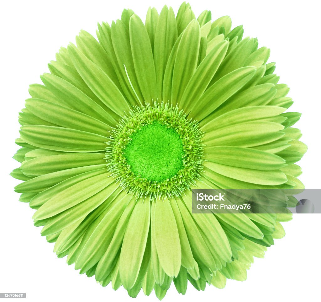 Gerbera Flower Green Flower Isolated On A White Background No Shadows With  Clipping Path Closeup Nature Stock Photo - Download Image Now - iStock